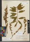 Foto von Salix triandra subsp. amygdalina (L.) Schübl. & G. Martens